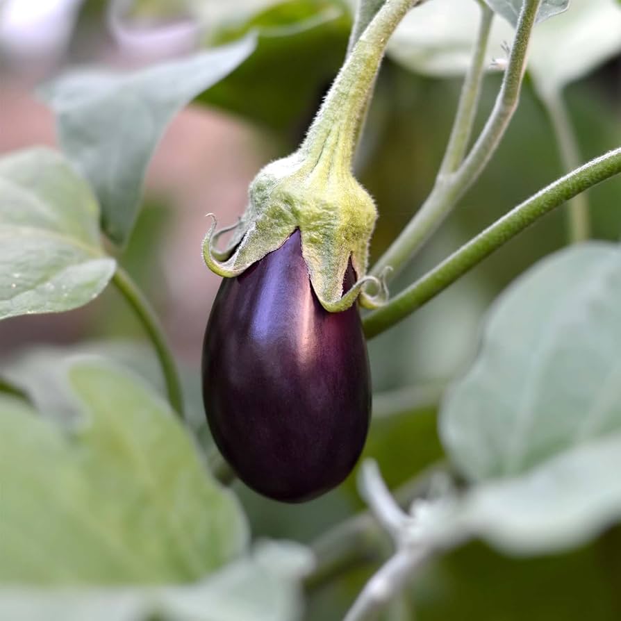 Gretel eggplant seeds heirloom non GMO high germination