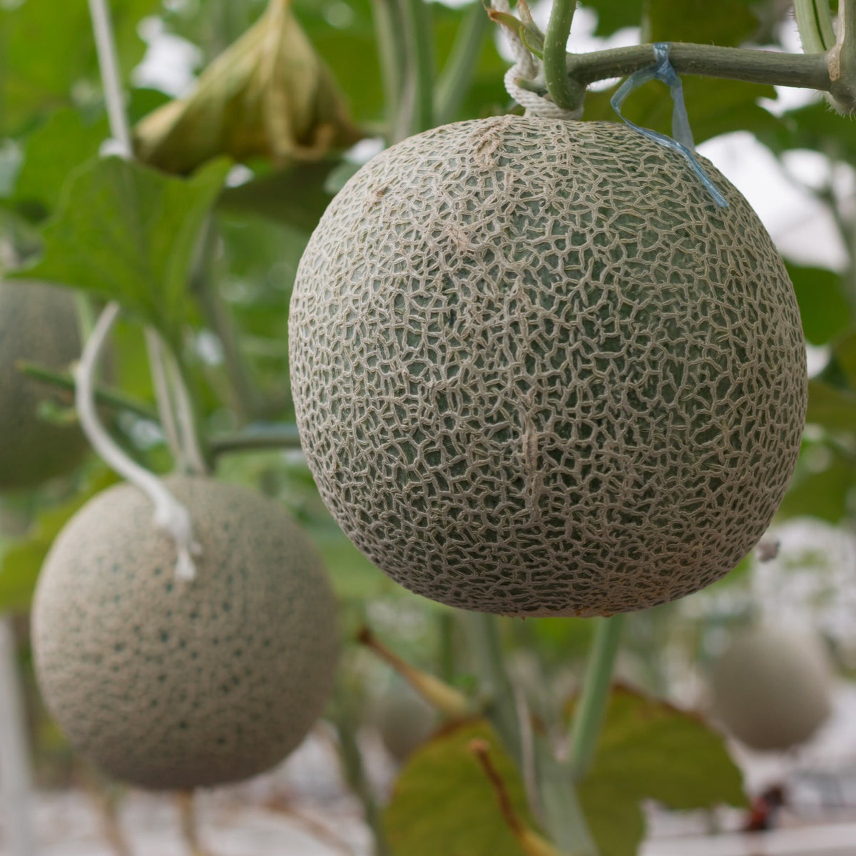 Grey cantaloupe seeds for gardening and home planting