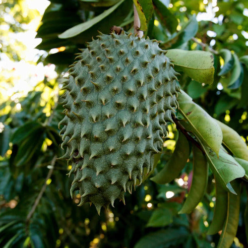 Grey variety Soursop seedling germination guide