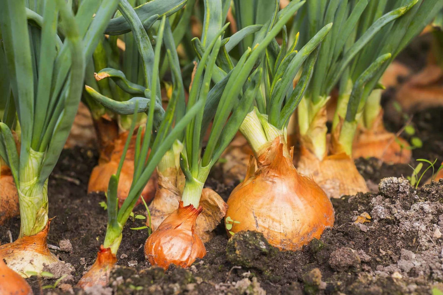 Texas Super-Sweet Onion Sets