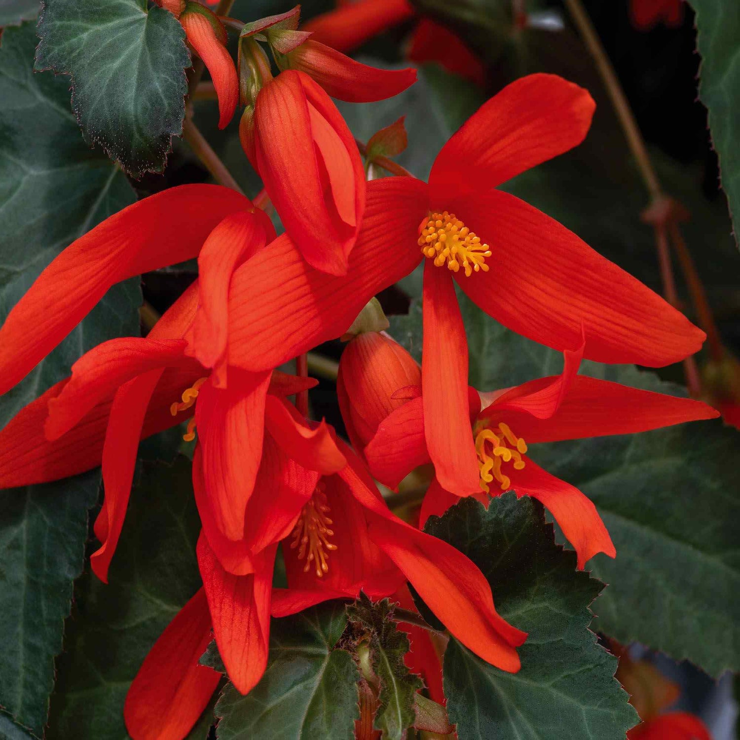 Begonia Groovy Orange Seeds