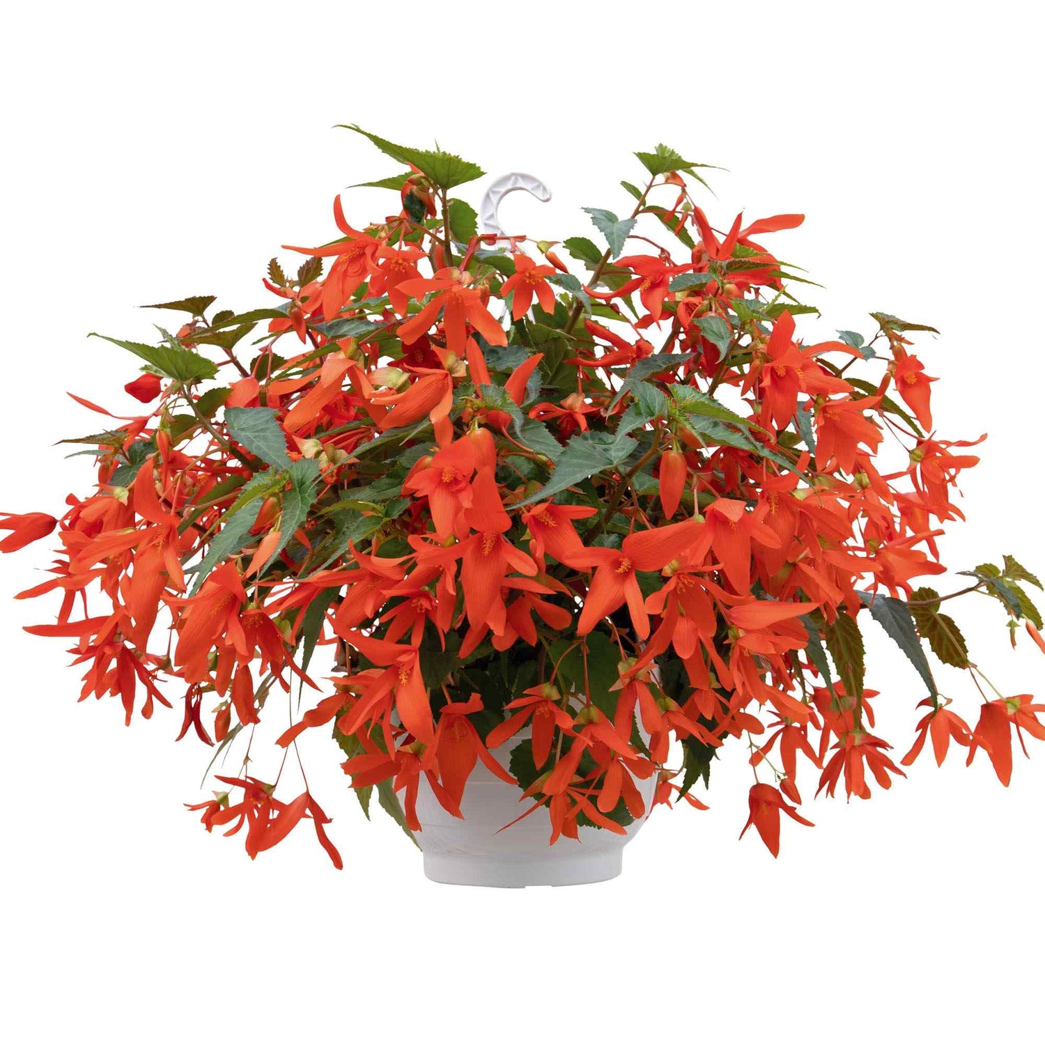 Begonia Groovy Orange Seeds