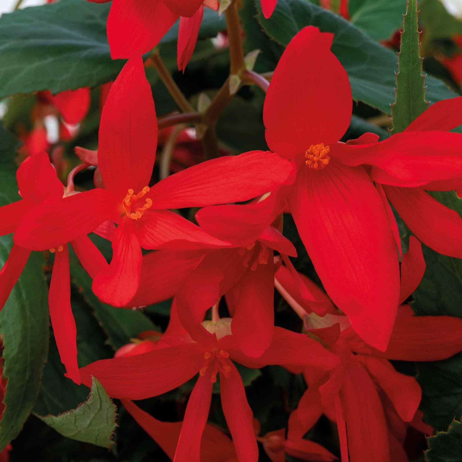 Begonia Groovy Red Seeds