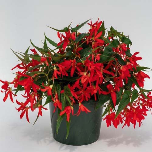 Begonia Groovy Red Seeds