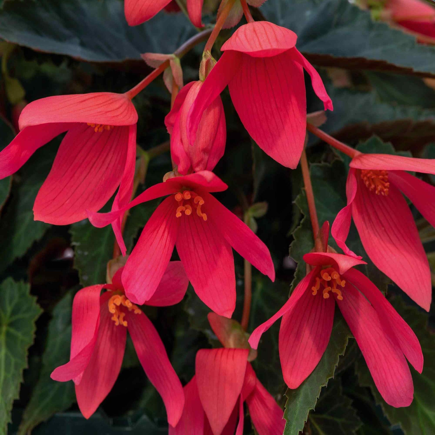 Begonia Groovy Rose Seeds