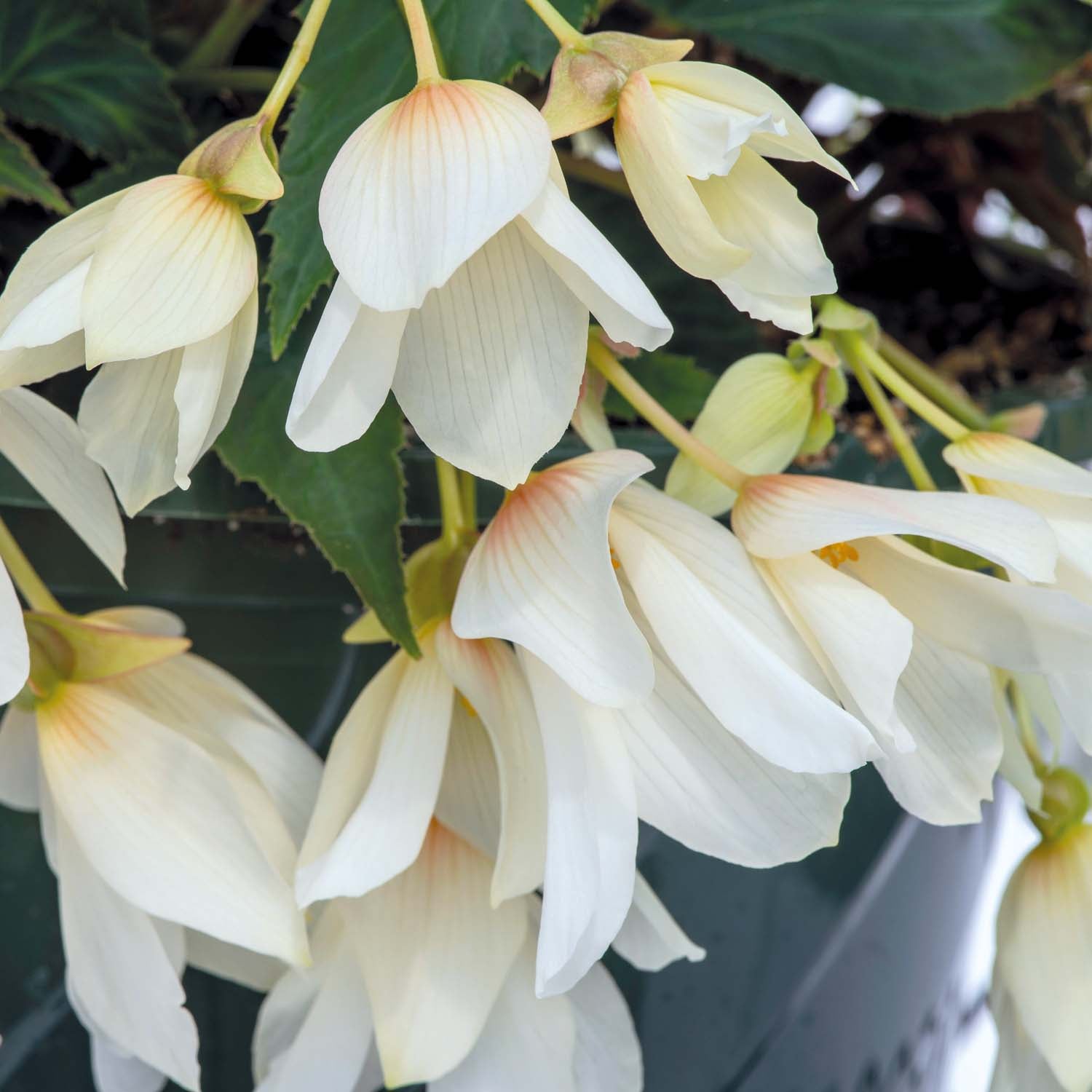 Begonia Groovy White Seeds