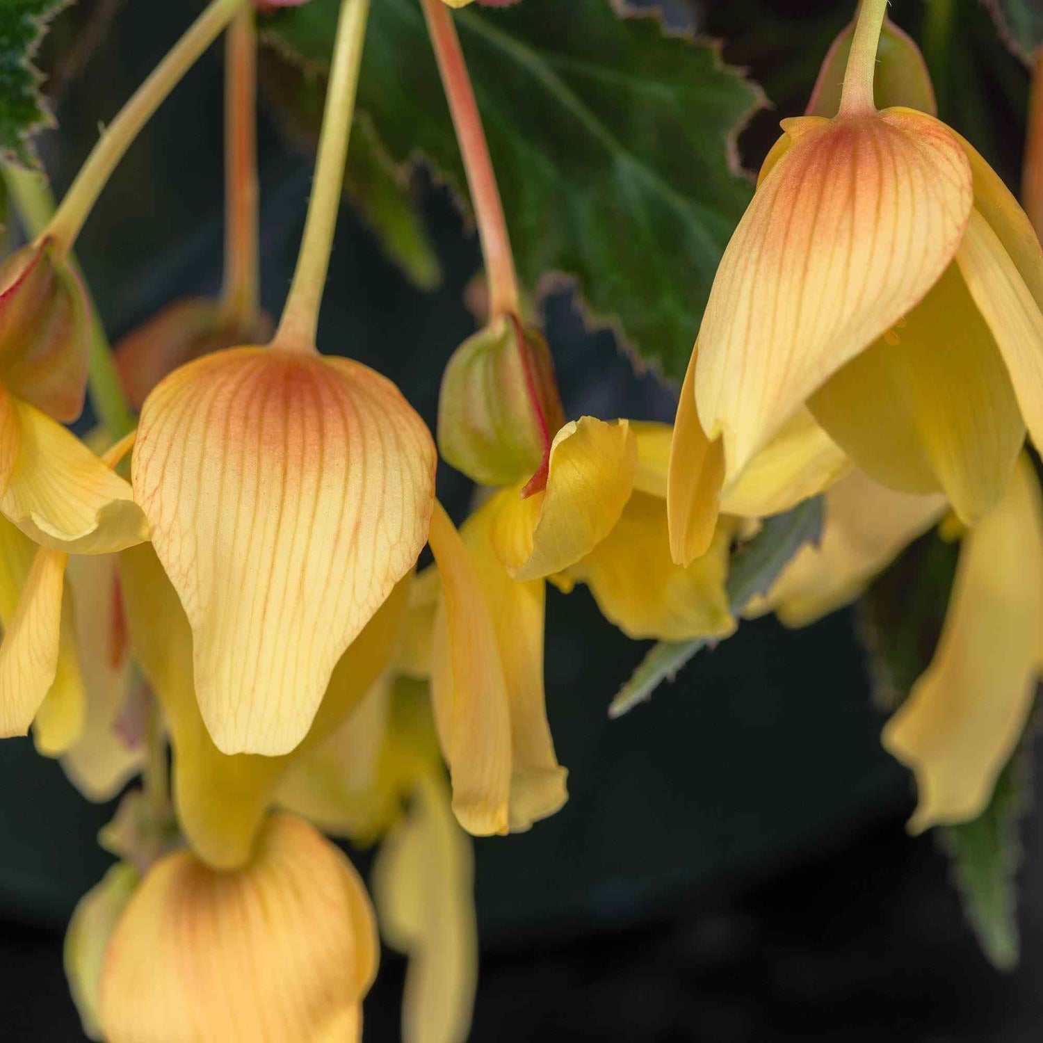 Begonia Groovy Mellow Yellow Seeds