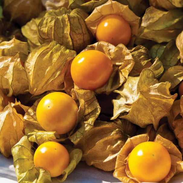 Ground cherry seeds Physalis pruinosa for kitchen garden planting