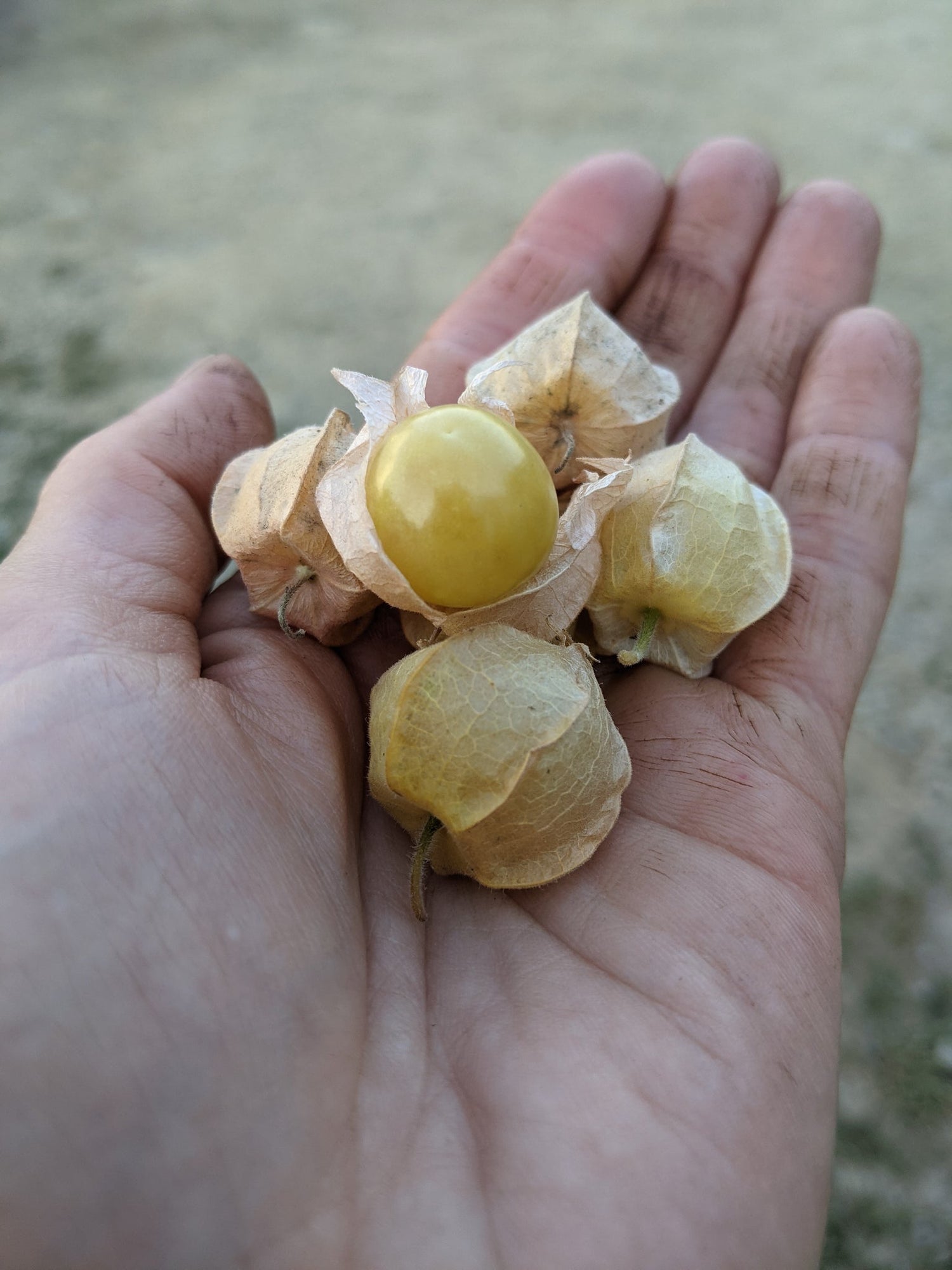 Groundcherry (Physalis spp.)