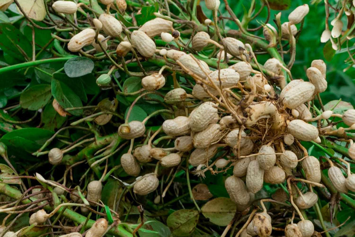 Groundnut Plant Seeds for Planting - 100 Pcs pcs - Dharaseeds