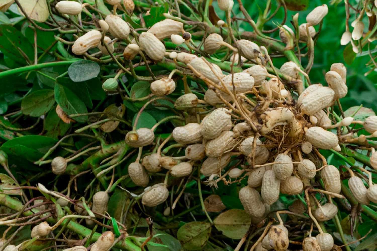 Groundnut Plant Seeds for Planting - 100 Pcs pcs - Dharaseeds