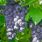 Grow Concord Seedless Grape Vine from seeds for backyard gardening