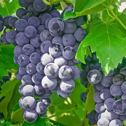 Grow Concord Seedless Grape Vine from seeds for backyard gardening