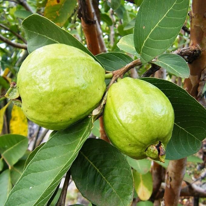 Grow Guava tree from Psidium guajava seeds in vegetable patch