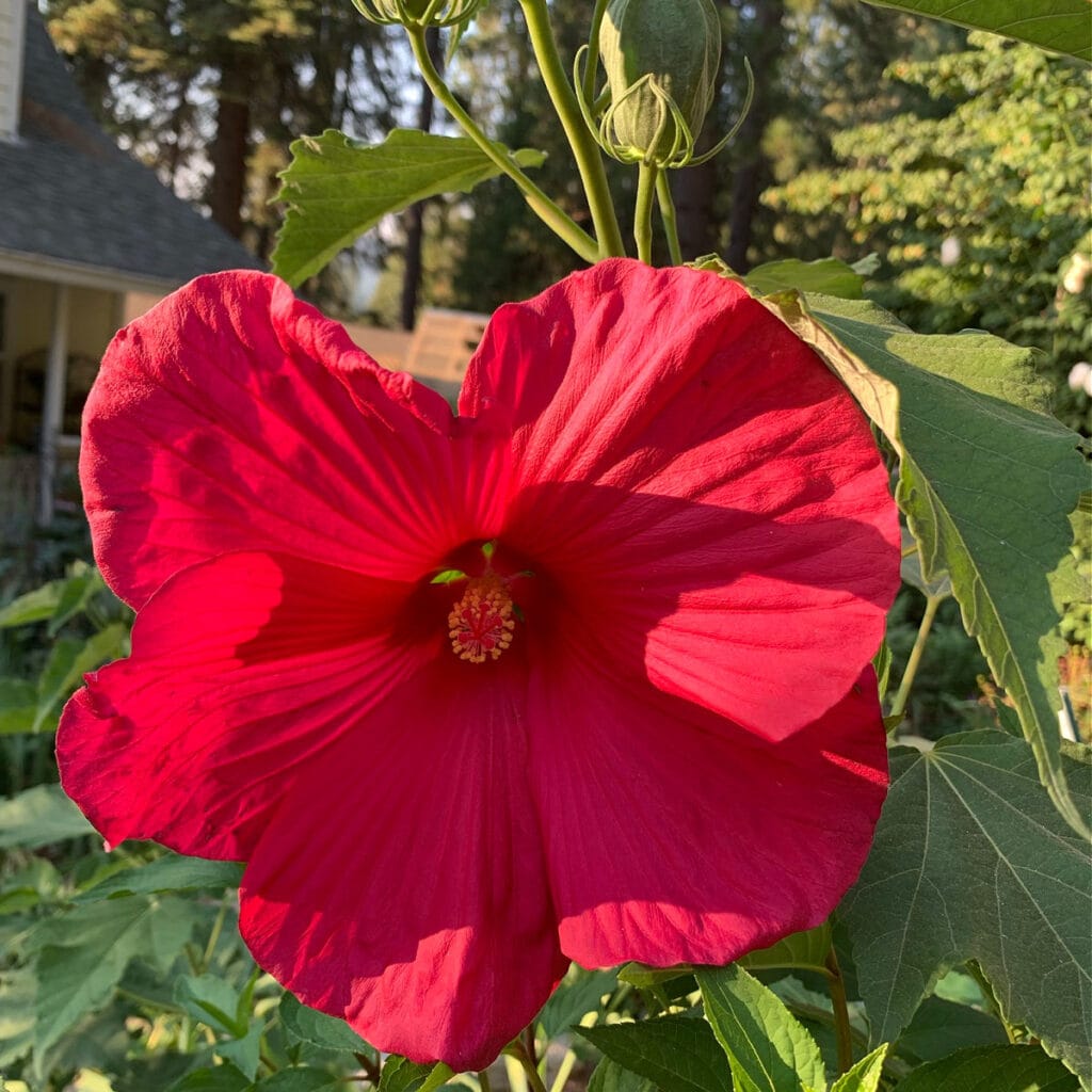 Dinnerplate Hibiscus Moscheutos Flowering Seeds For Planting