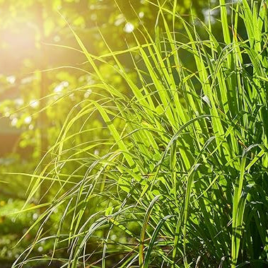 Grow Lemongrass from Cymbopogon citratus seeds in home garden