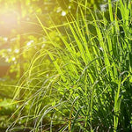 Grow Lemongrass from Cymbopogon citratus seeds in home garden