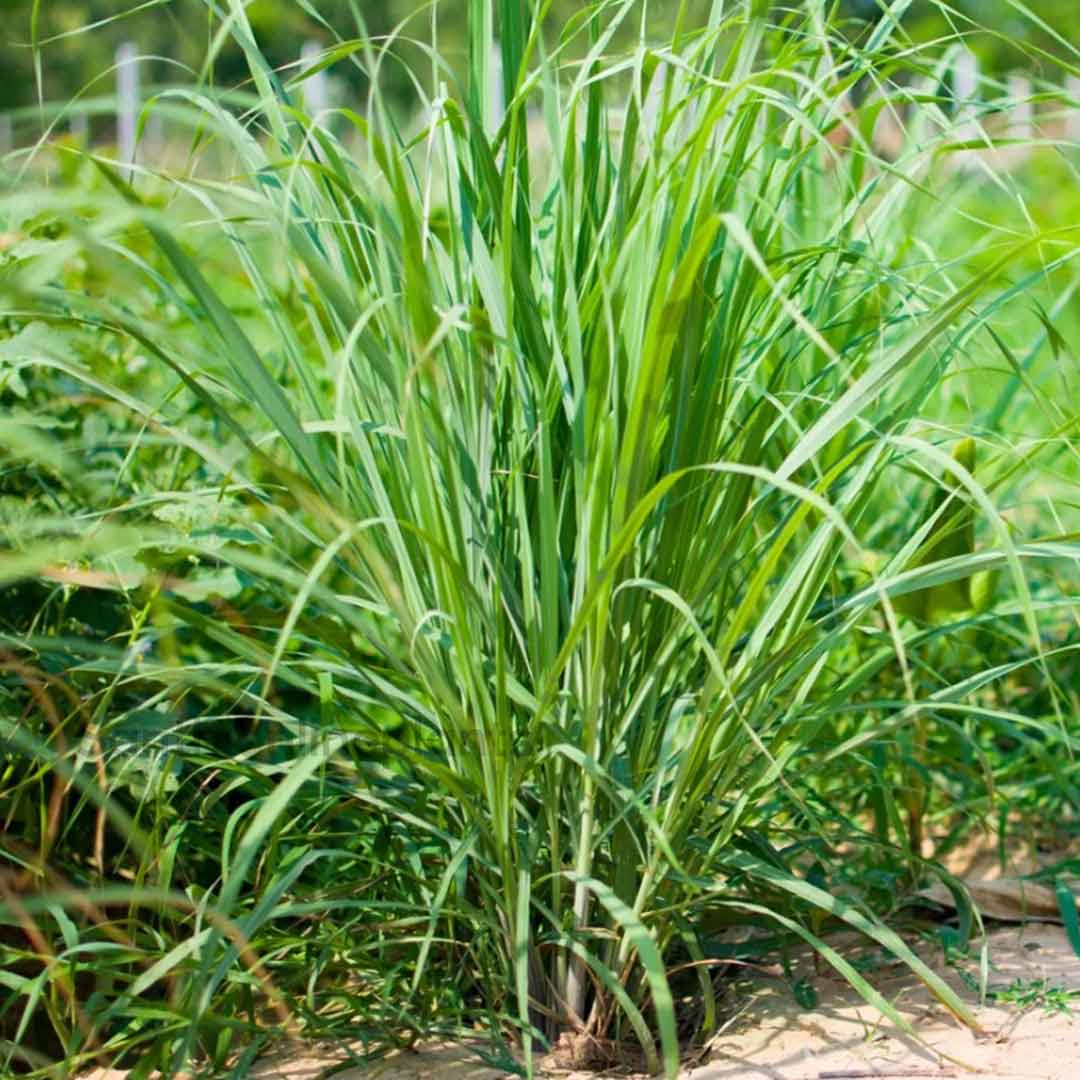How to Grow Lemongrass from Seeds