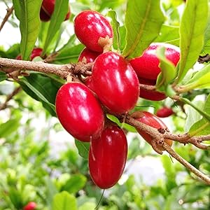 Grow Miracle Fruit plant from Synsepalum dulcificum seeds
