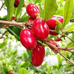 Grow Miracle Fruit plant from Synsepalum dulcificum seeds