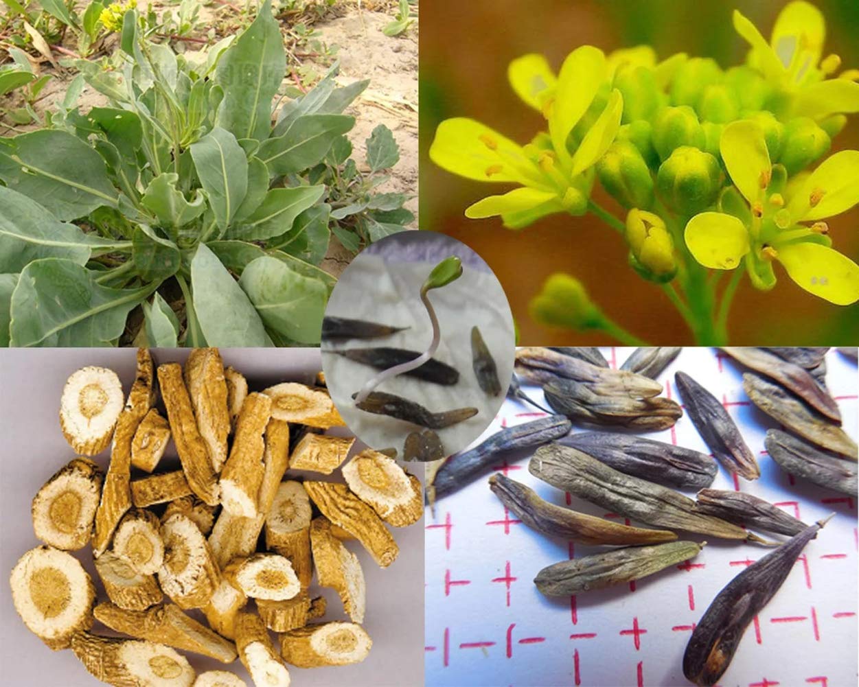 Grow Persimmon tree from Diospyros kaki seeds in home garden