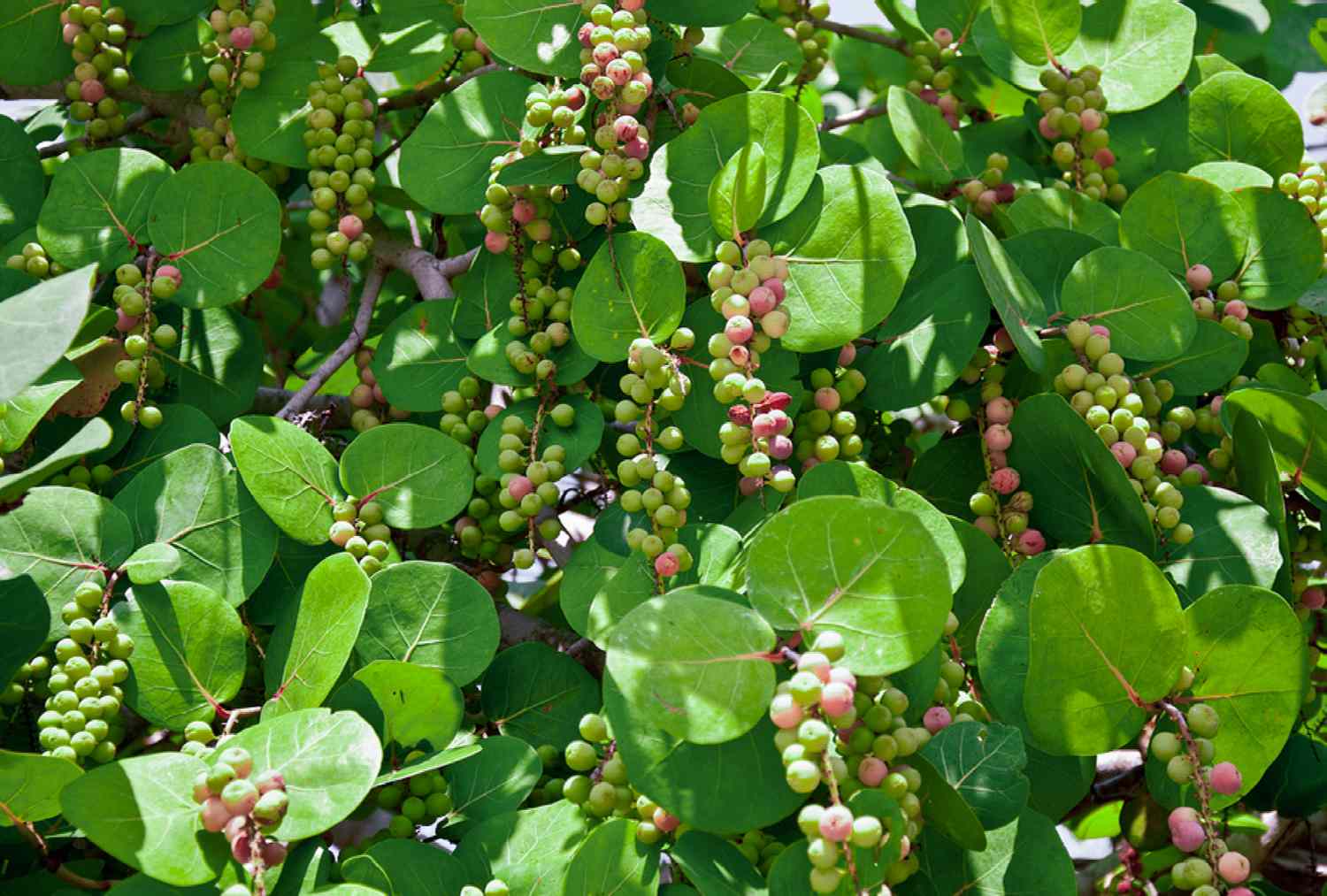 Seagrape – Tropical Fruit with a Unique Sweet-Sour Flavor