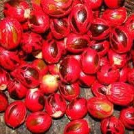 Grow Sri Lanka Nut Tree from Non-GMO seeds in home garden