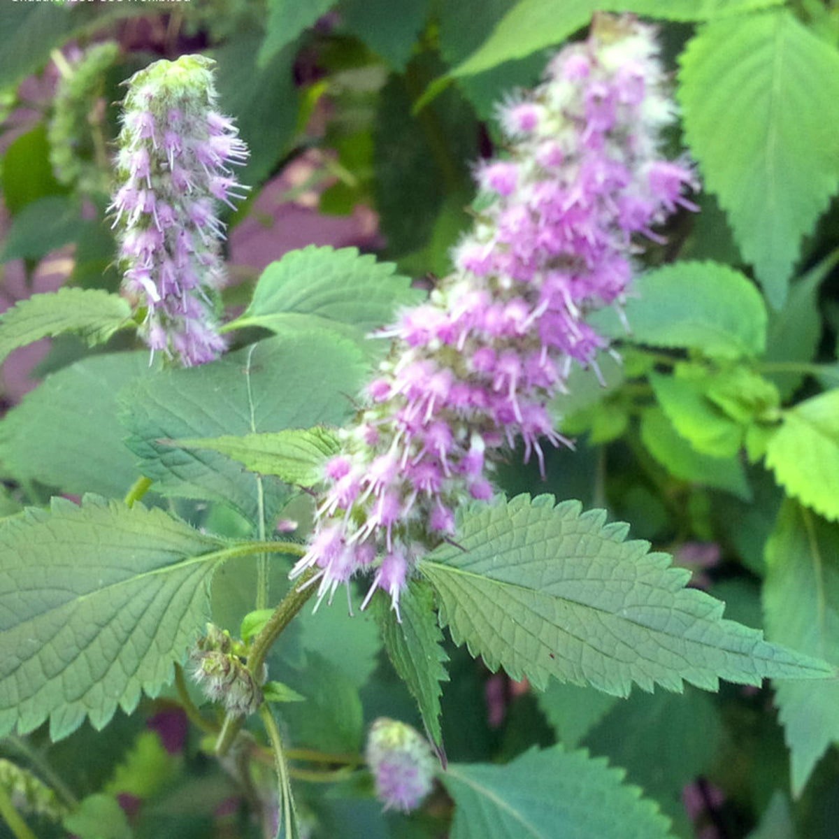 Grow Vietnamese Mint from Persicaria odorata seeds in backyard garden