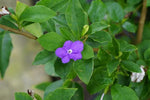 Purple Brunfelsia Pauciflora Flower Seeds for Planting – Heirloom, Non-GMO, Rare Blooms Dhara Seeds