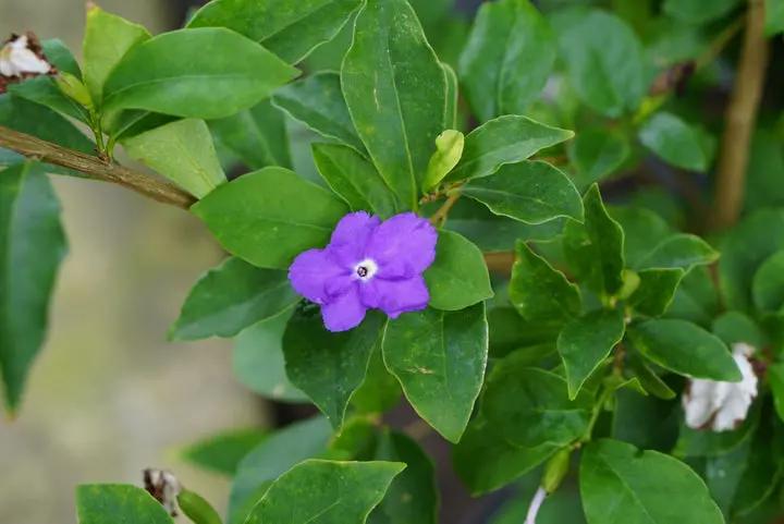 Purple Brunfelsia Pauciflora Flower Seeds for Planting – Heirloom, Non-GMO, Rare Blooms Dhara Seeds