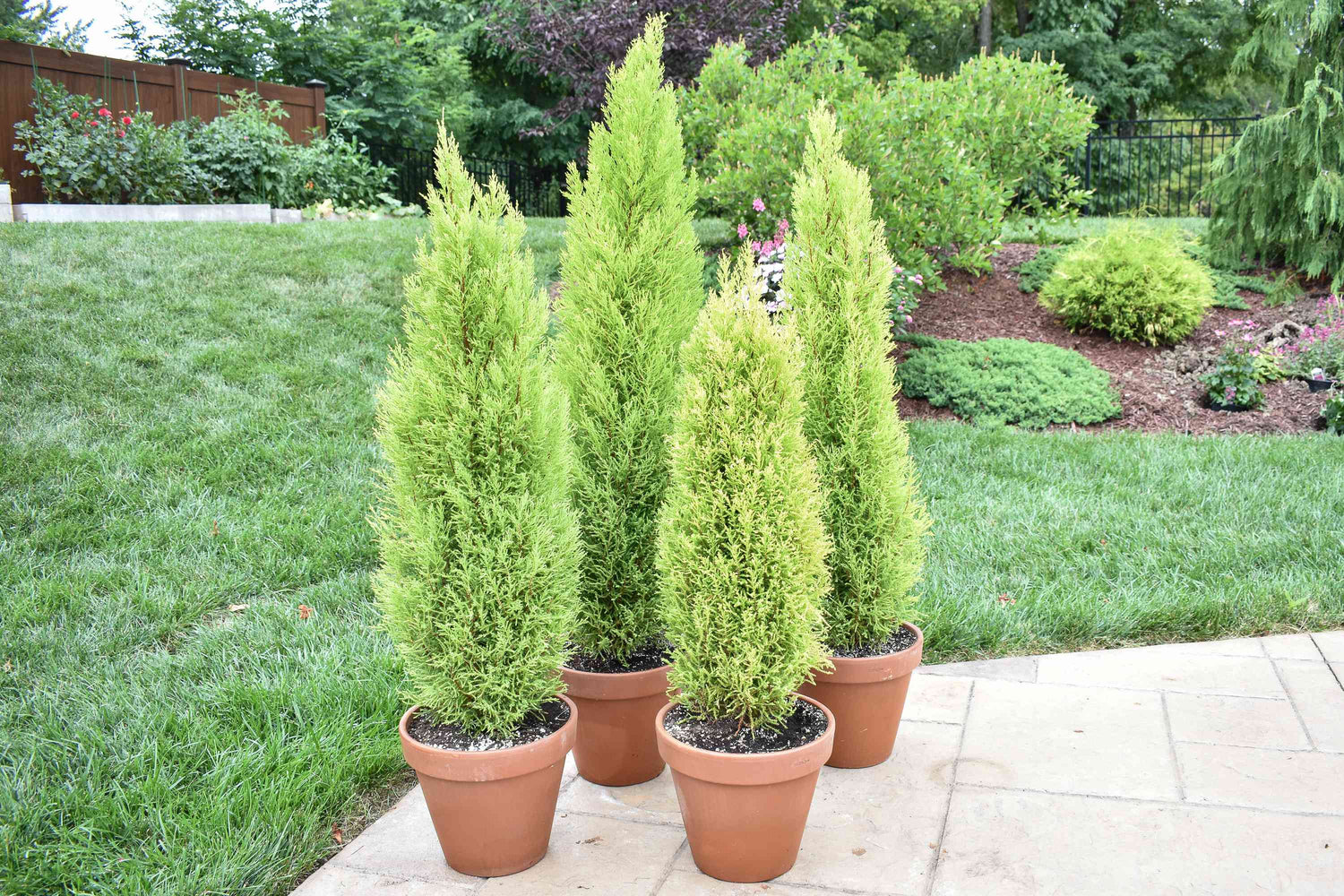 Italian Cypress Tree