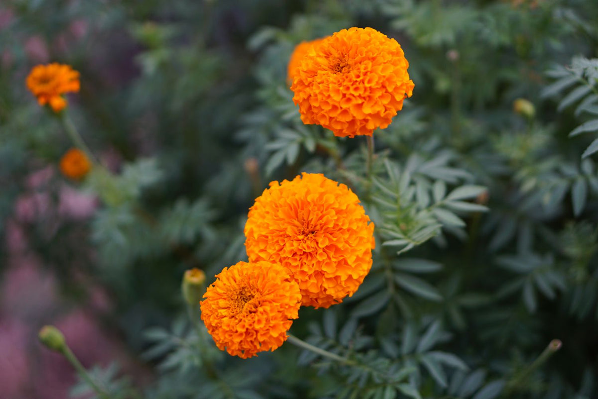 Aztec Marigold Flower Seeds – Heirloom, Non-GMO Flower Seeds for Planting - Marigold for planting in home garden