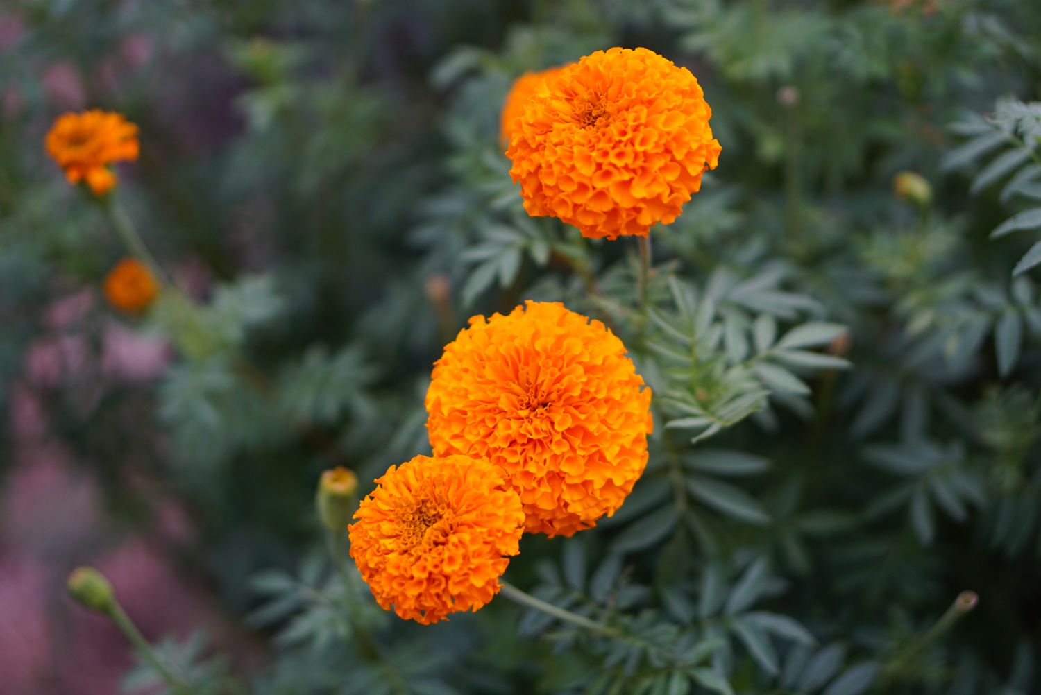 Aztec Marigold Flower Seeds – Heirloom, Non-GMO Flower Seeds for Planting - Marigold for planting in home garden