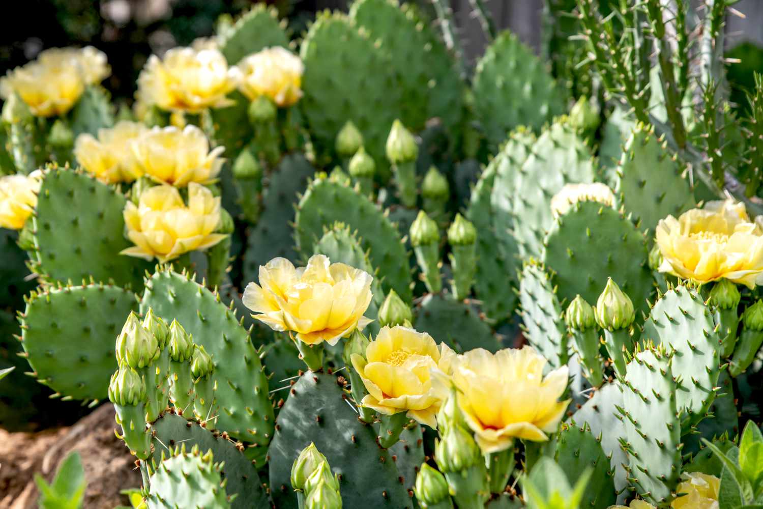 Eastern Prickly Pear Cactus