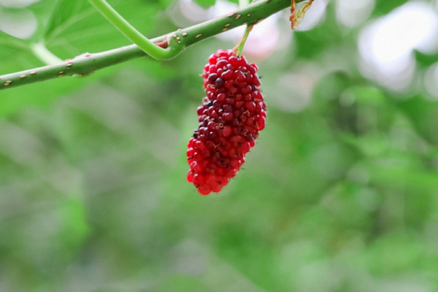 Red Mulberry – Sweet, Juicy, and Nutritious Berries