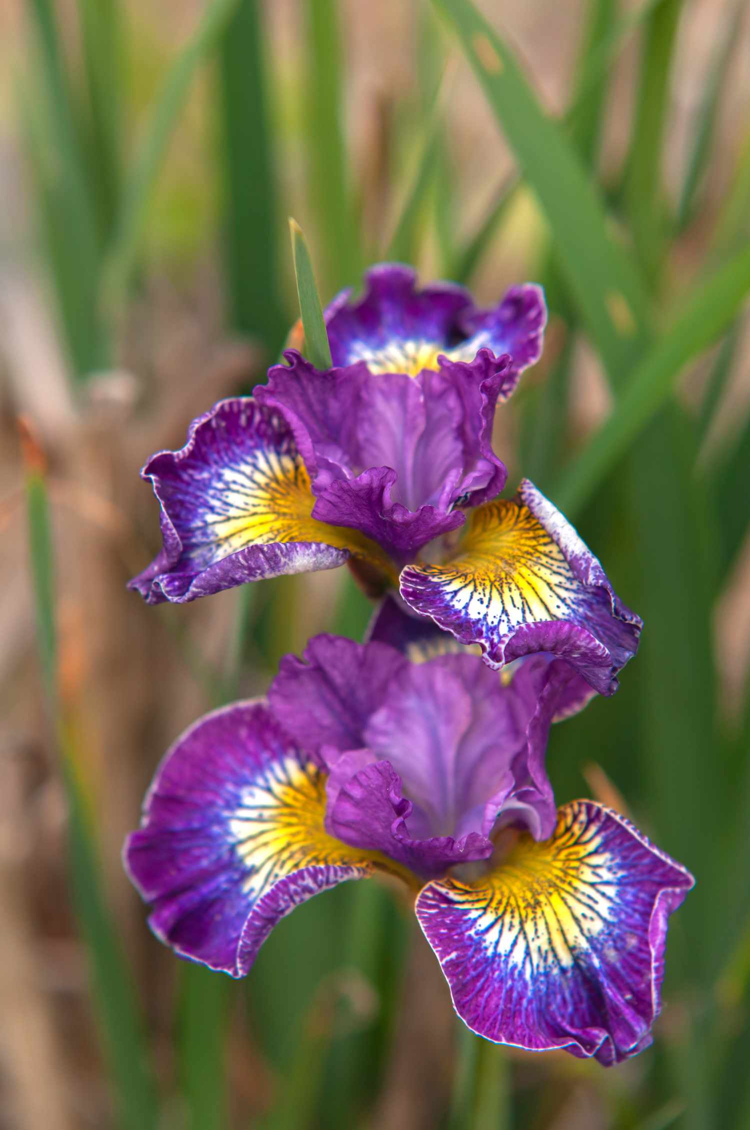 Siberian Iris Roots - Contrast In Styles