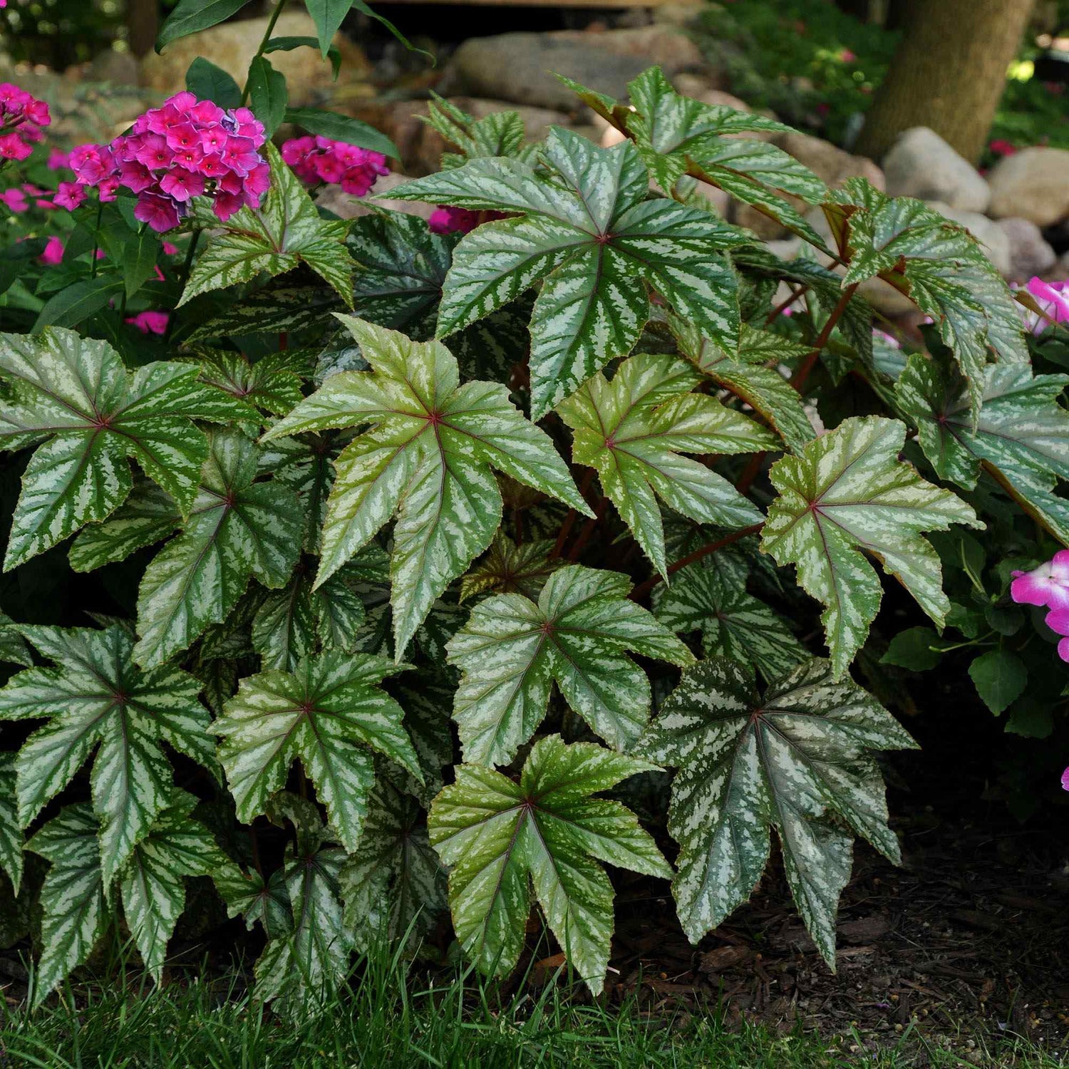 Begonia Gryphon Foliage Seeds