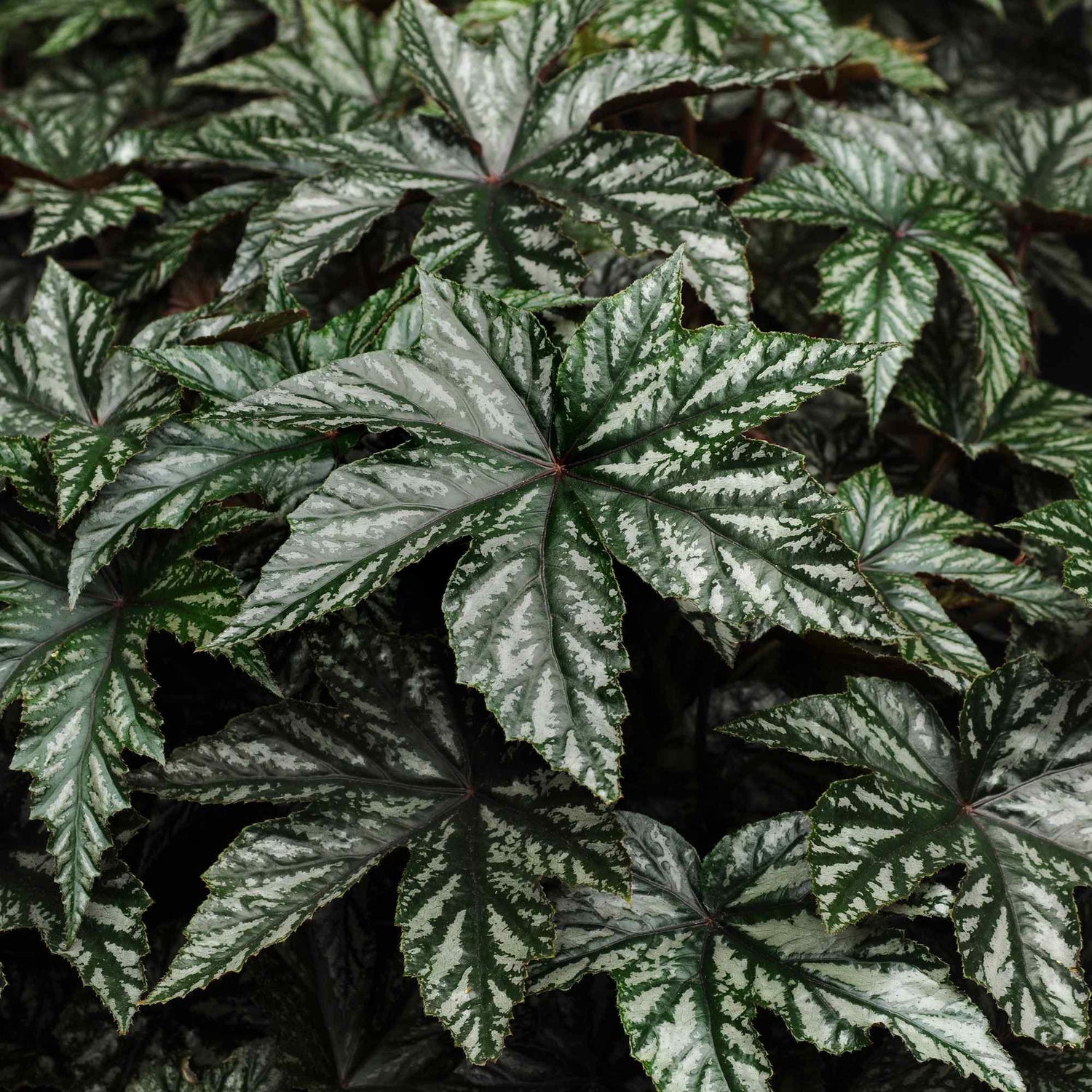 Begonia Gryphon Foliage Seeds