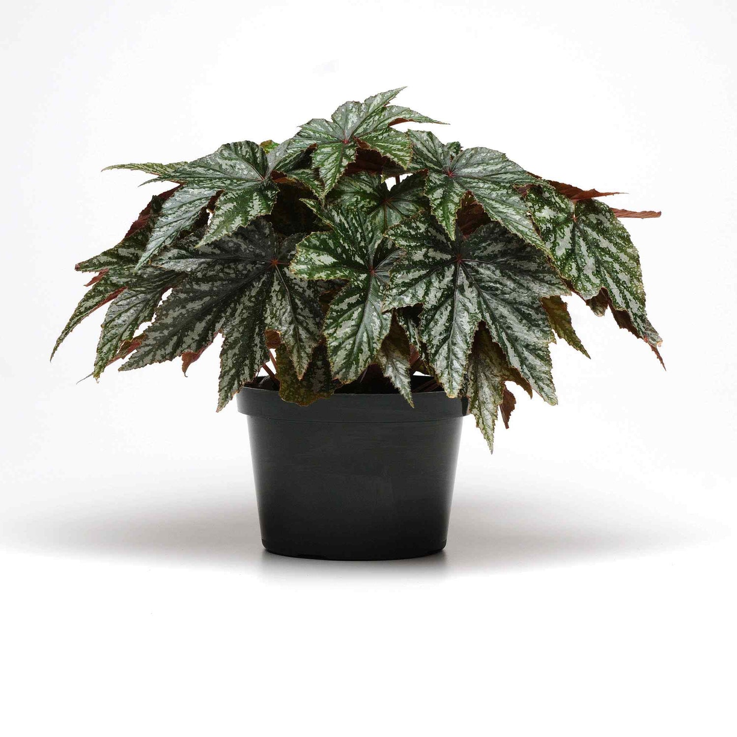 Begonia Gryphon Foliage Seeds