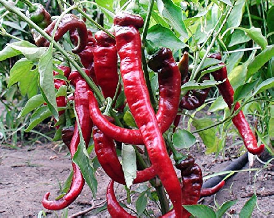 Guajillo pepper Capsicum annuum heirloom seeds for planting in backyard vegetable beds or raised containers - Dharaseeds