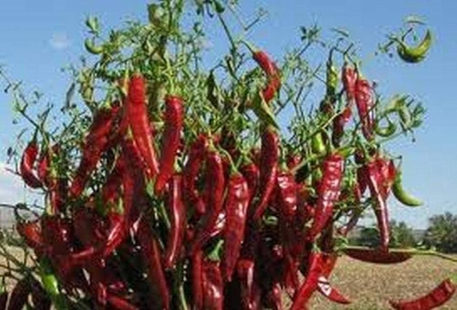Guajillo pepper Capsicum annuum New Mexico heirloom vegetable seeds for planting in warm kitchen gardens - Dharaseeds