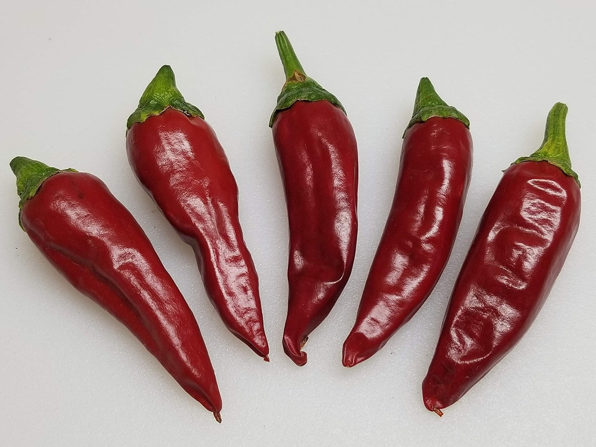 Guajillo pepper Capsicum annuum New Mexico heirloom vegetable seeds for planting in warm kitchen gardens - Dharaseeds