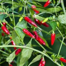 Guam Boonie Vegetable Seeds for Planting - 100 Pcs pcs - Dharaseeds