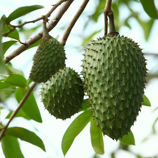 Guanábana (Annona muricata)