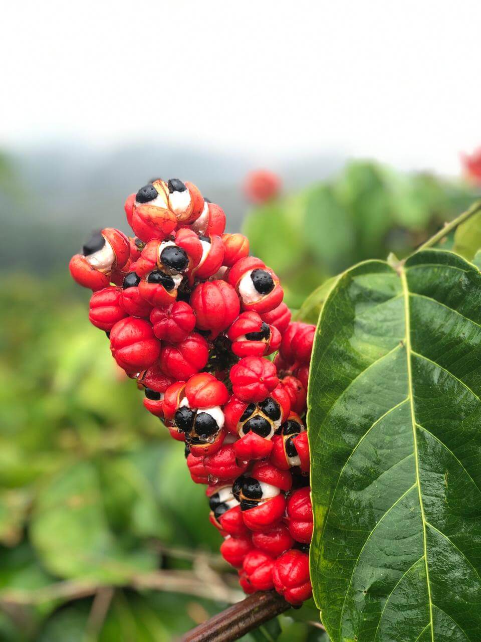 Guarana (Paullinia cupana)