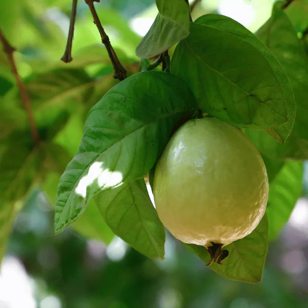 Guava seedlings growing guide from organic seeds