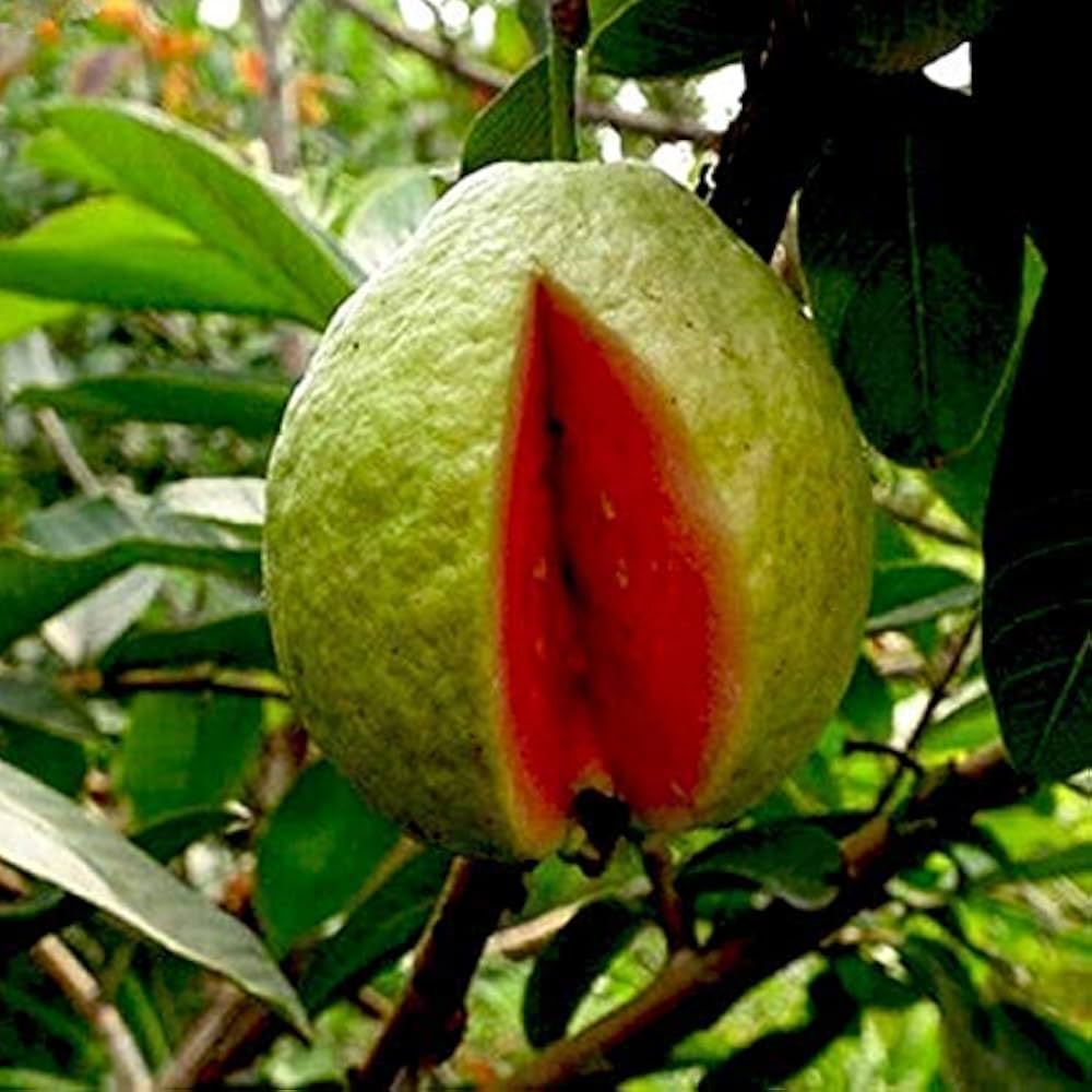 Guava seeds growing guide for home gardeners