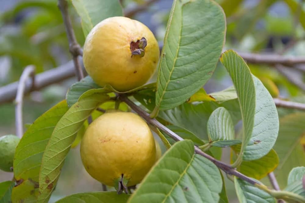 Guava seeds with high germination rate for garden planting