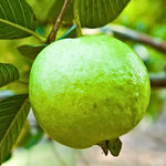 Non-GMO Guava seeds Psidium guajava high quality