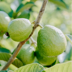 Guava seeds for organic gardening and home orchards